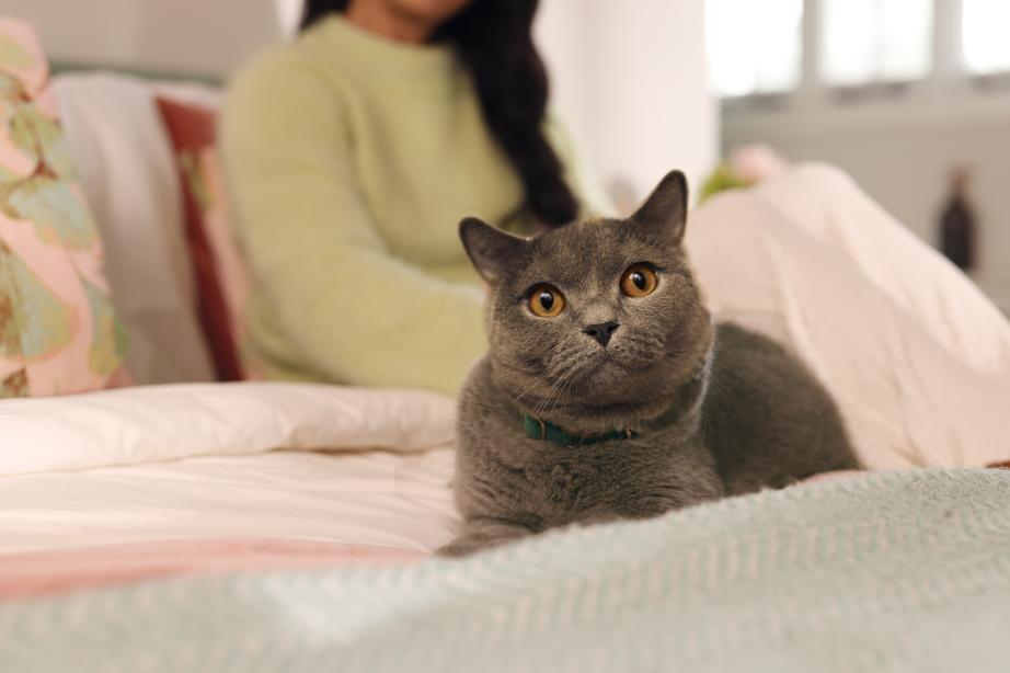 Image of a grey cat on a bed