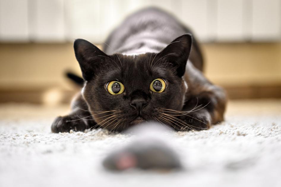 Cat hunting to mouse at home, Burmese cat face before attack close-up. Portrait of funny domestic kitten plays indoor. Look of happy Burma cat preparing to jump. Eyes of playful pet wanting to pounce.