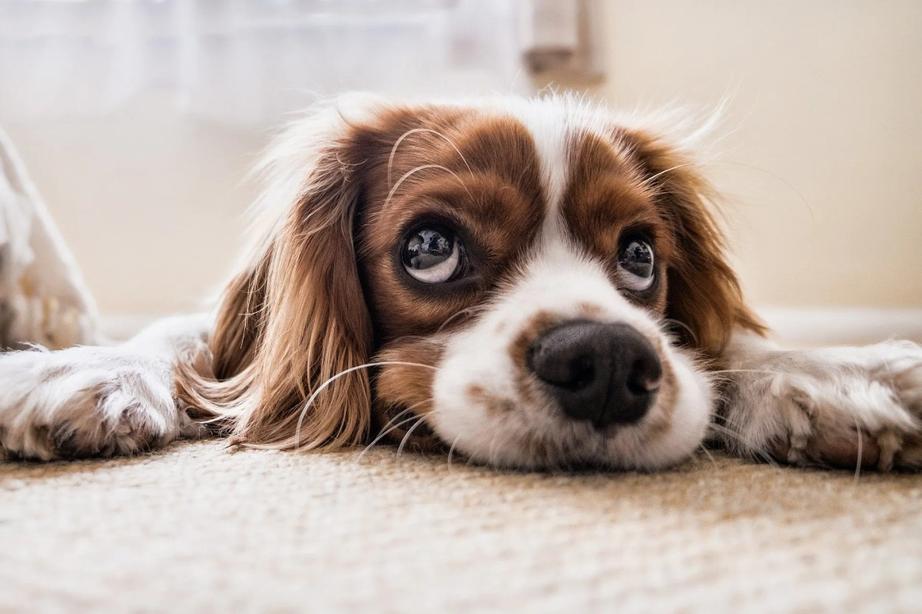 Puppy Eyes That Melt Your Heart