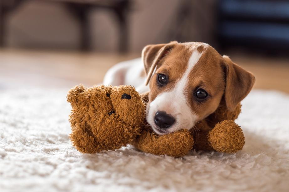 Puppy laying on top of a teddy