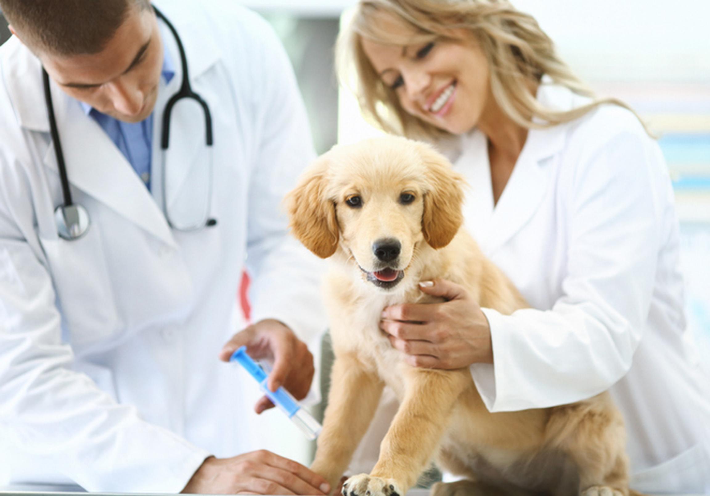Puppy getting an injection