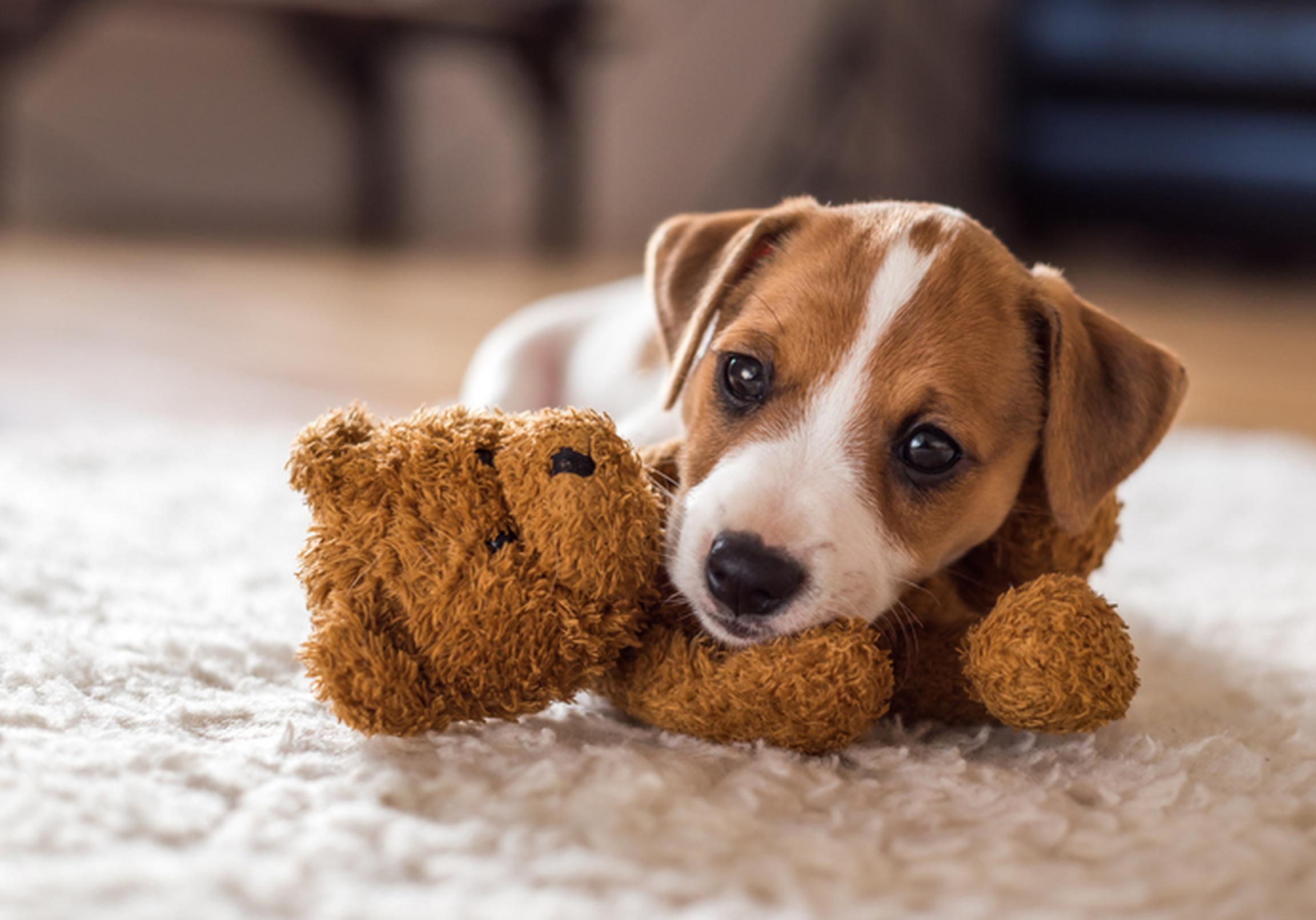 Puppy laying on top of a teddy