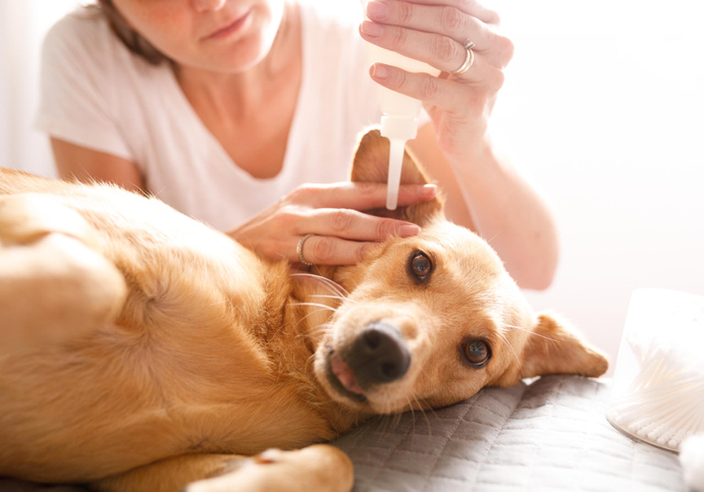 Dog getting ear clean