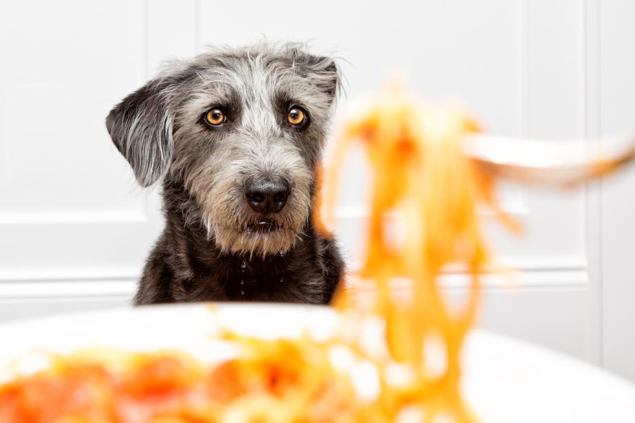 A scruffy black-and-grey dog looks intently at a plate of spaghetti on a table, with a fork lifting a swirl of pasta.