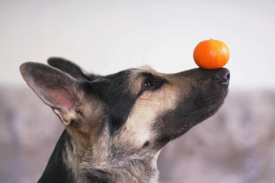 A dog balances a small orange fruit on its nose, against a plain background.