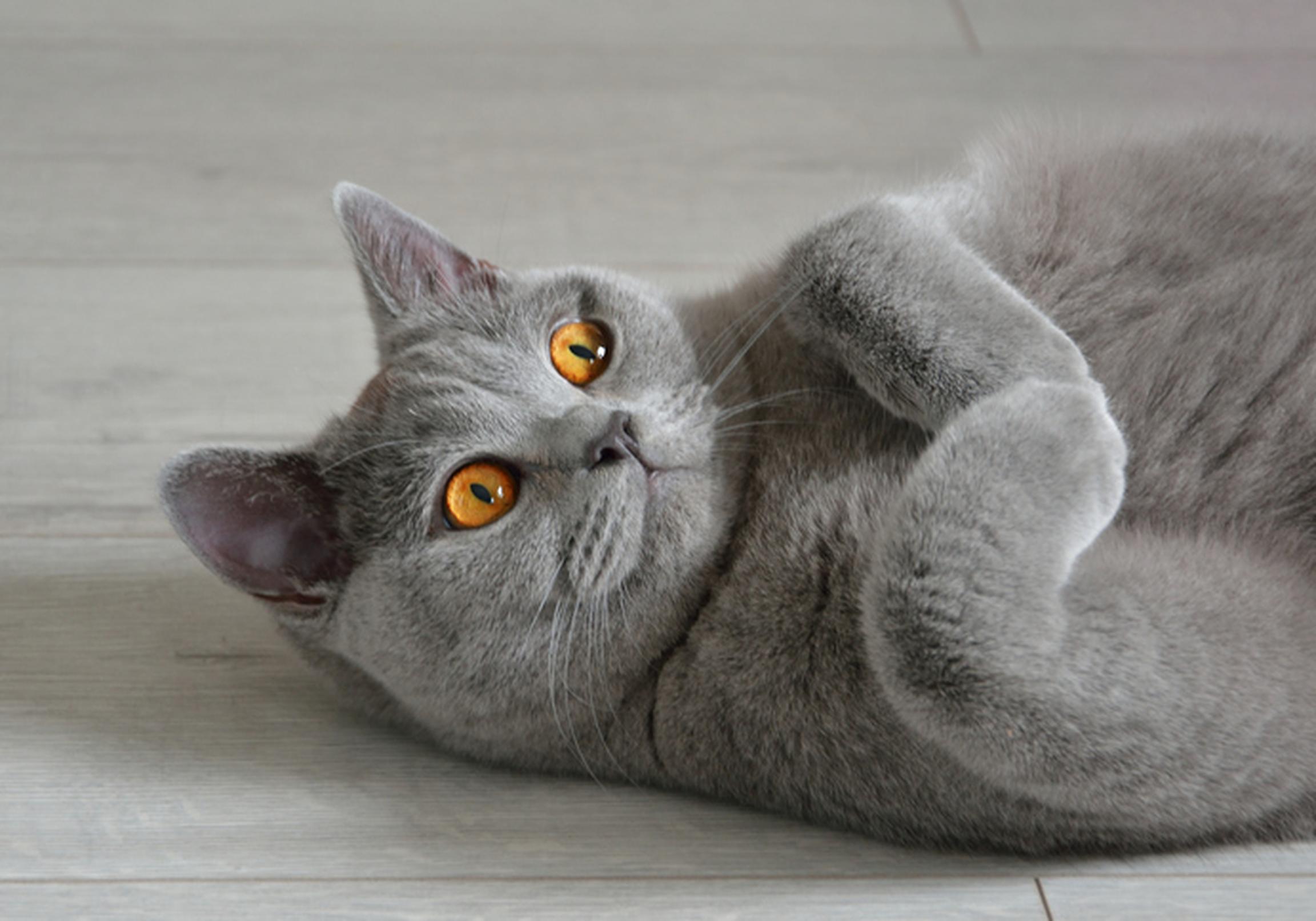 Cat laying on the floor