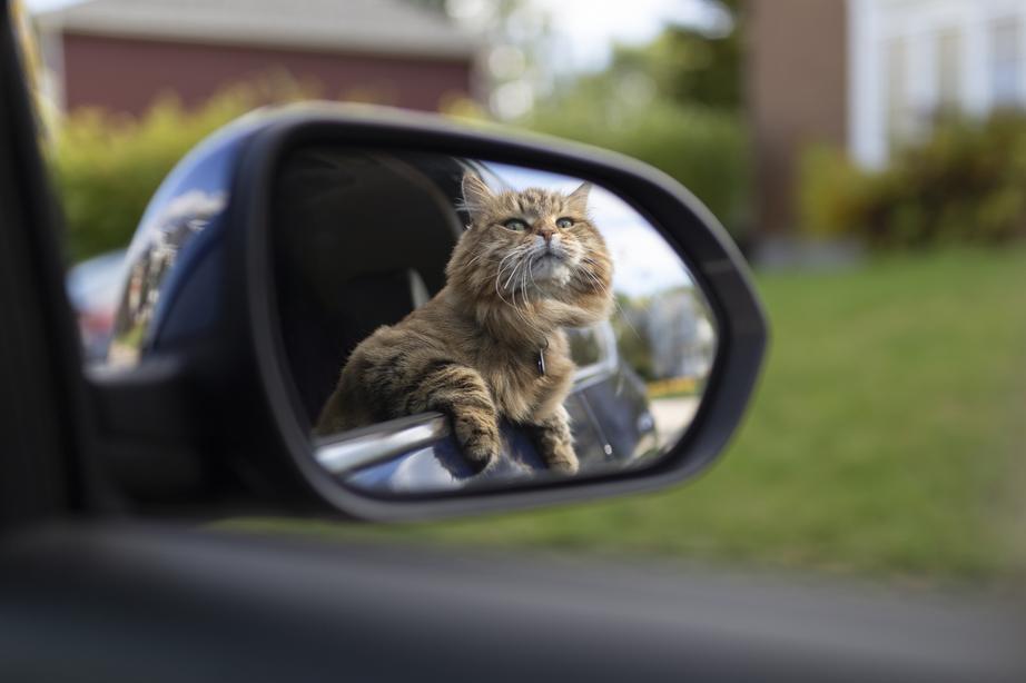Fluffy tabby cat looks out of a car window, seen in the side mirror, with blurred greenery and a house in the background.