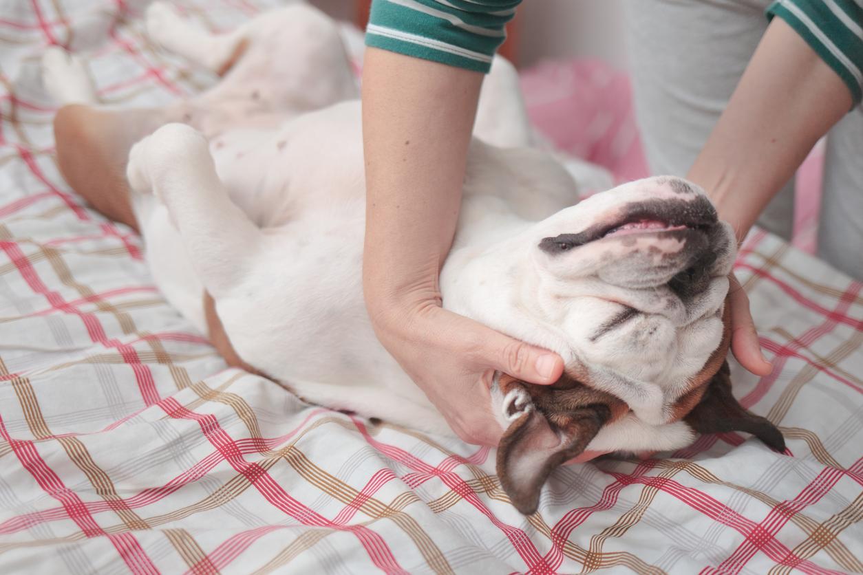 A dog lies on its back on a plaid bedspread, enjoying a gentle neck massage from a person wearing a striped sleeve.