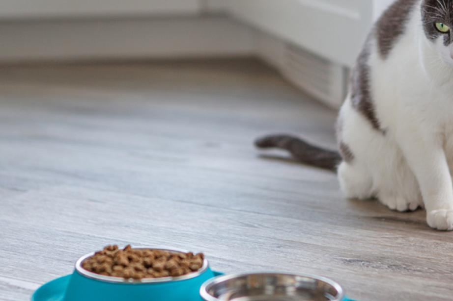 grey and white adult cat with green eyes standing near food and water dishes. not approaching dish, seems to have lost appetite.