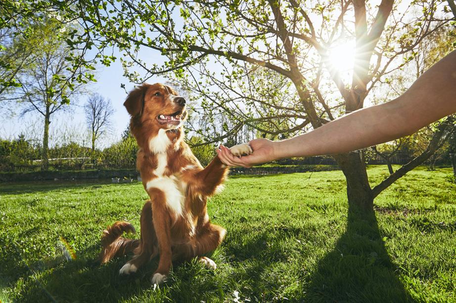 Person holding dogs paw