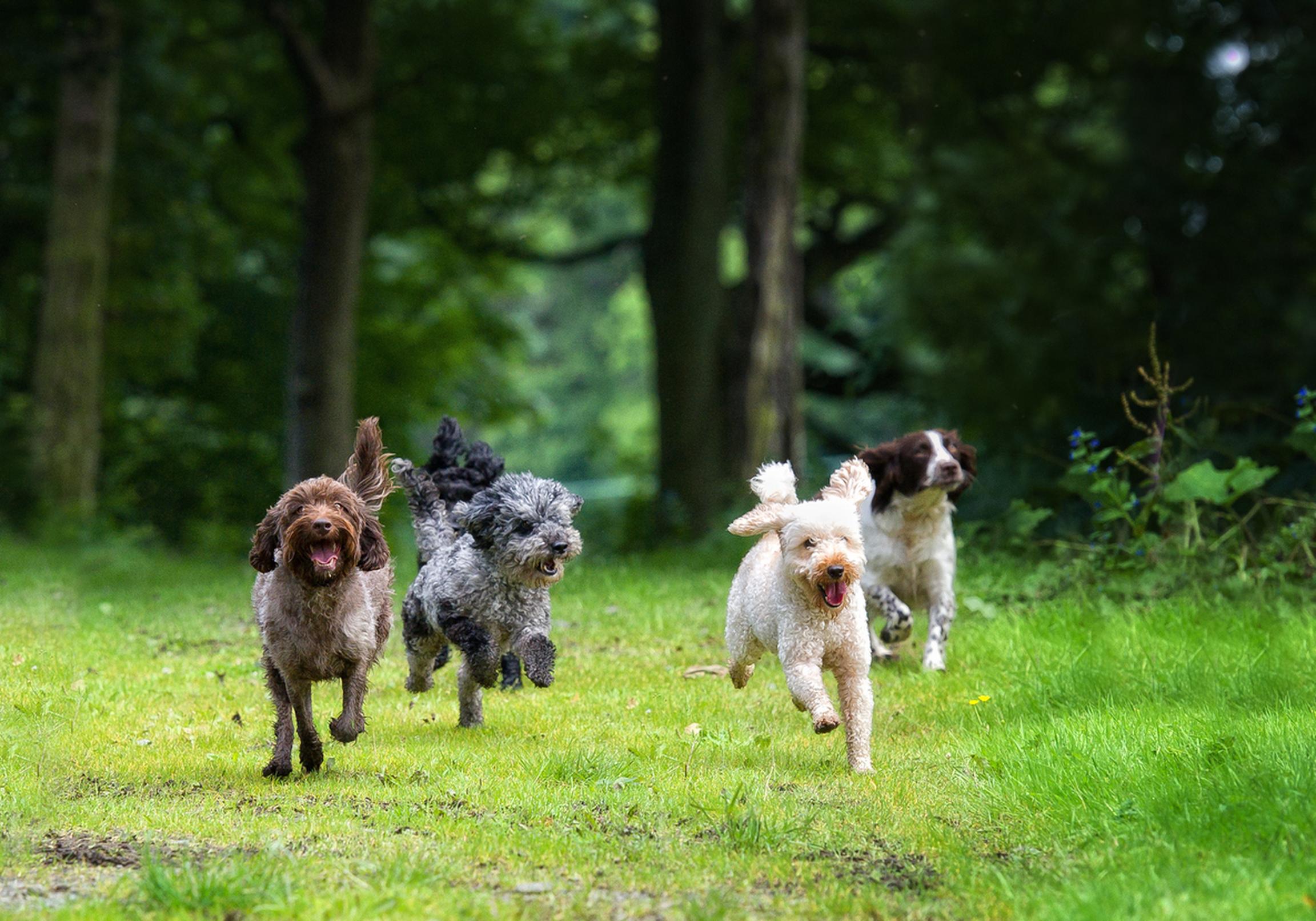 Image of four dogs running in the woods
