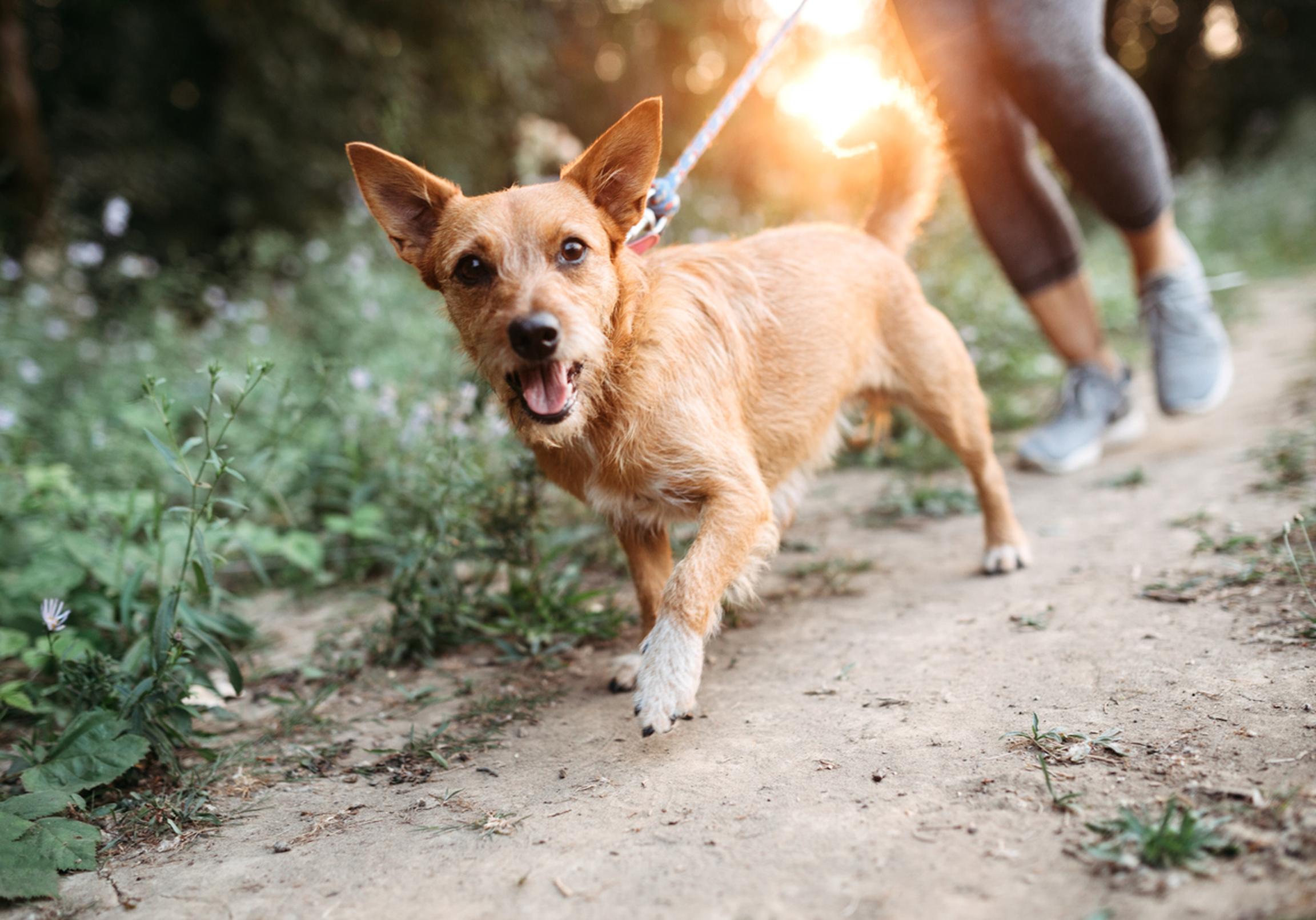 A middle aged women enjoys a morning run on a beautiful sunny day with her pet, the dogs appreciating the time outside. They jog on a forest trail, the setting sun casting an orange glow on the scene.