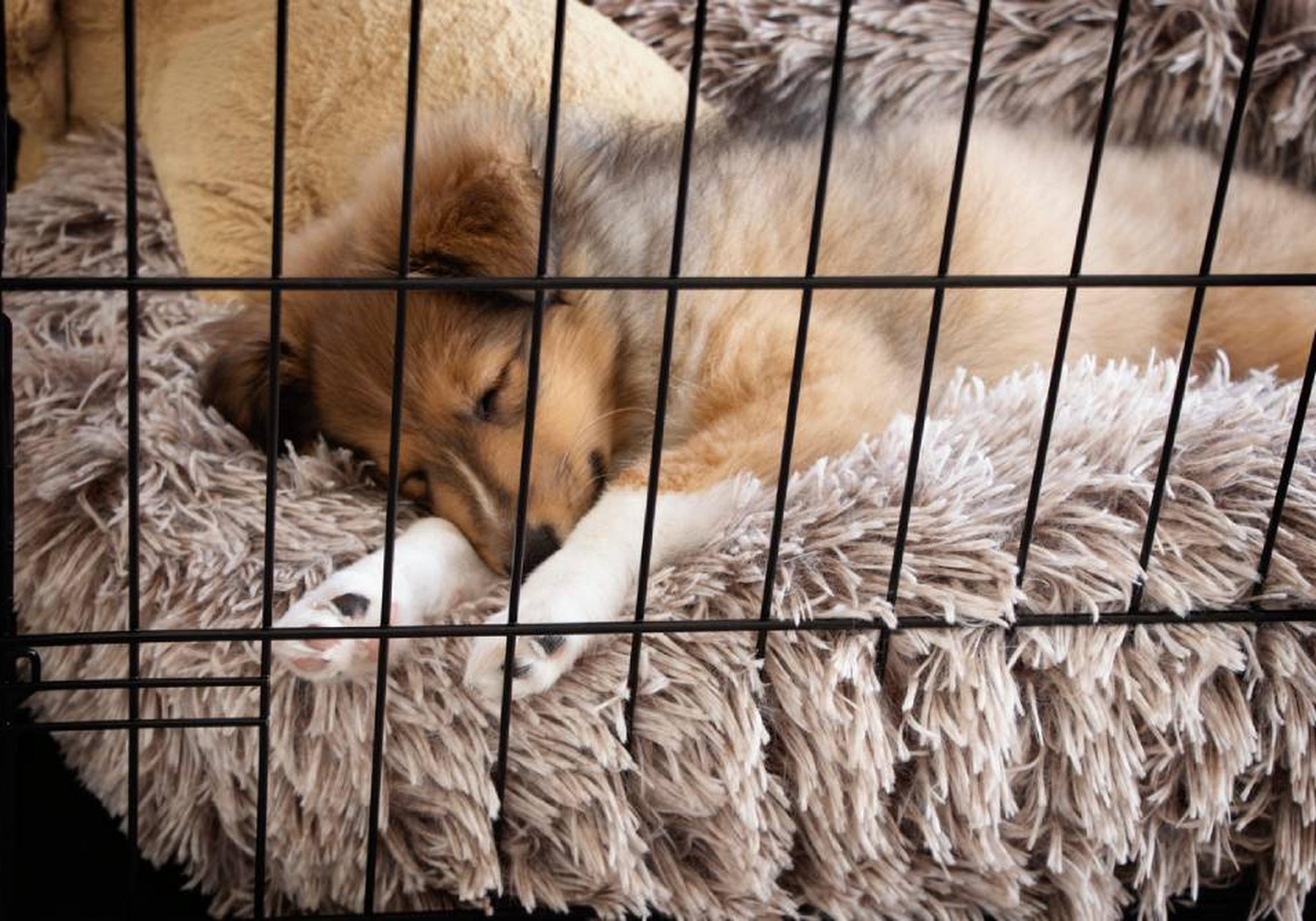 Puppy in a dog crate