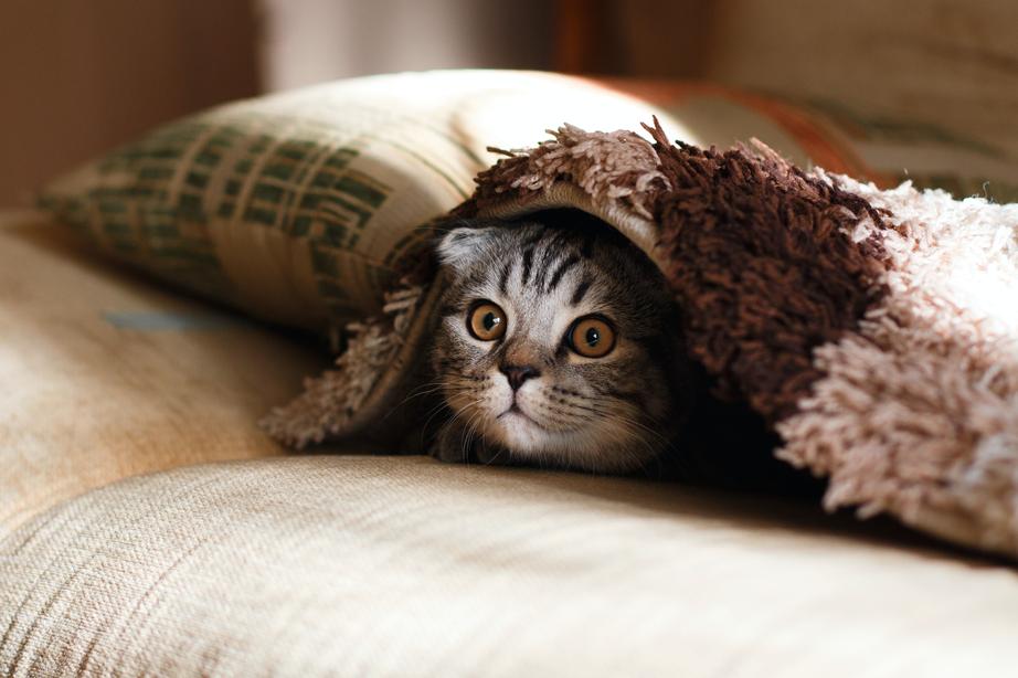 Kitten hiding under a rug