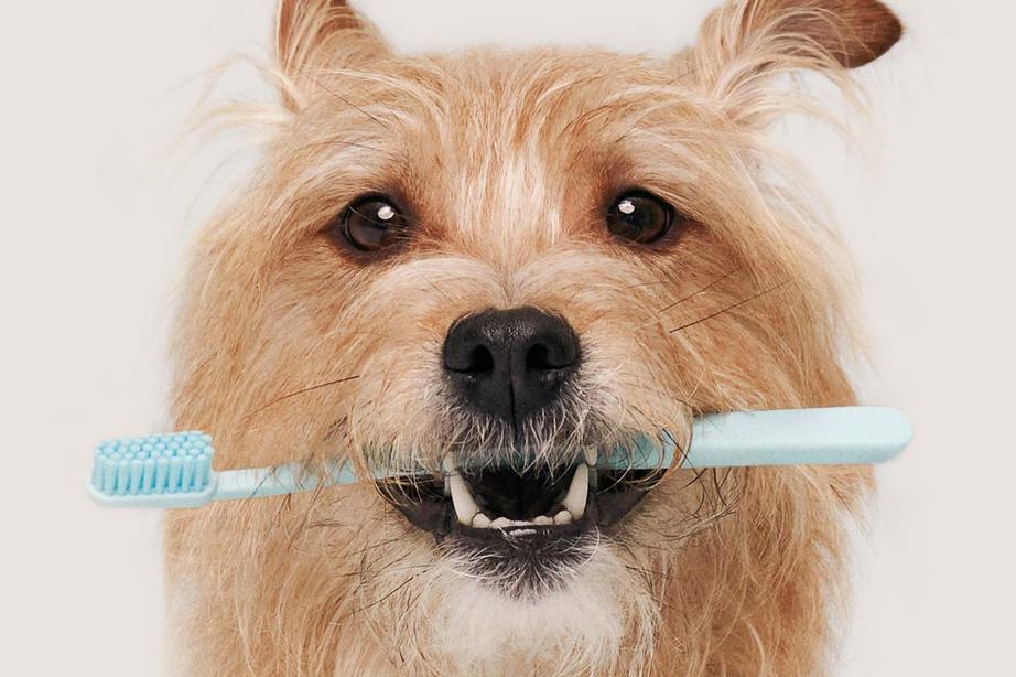 A dog with a toothbrush in his mouth