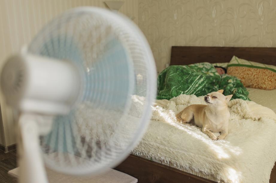 A Chihuahua relaxes on a bed in sunlight, beside a sleeping person under a green blanket, with a fan in the foreground.