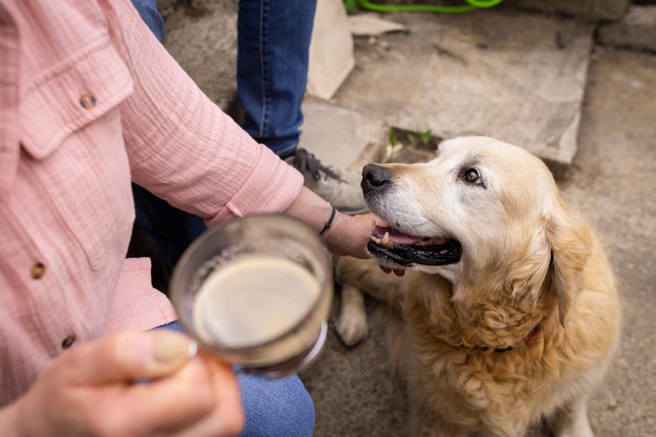 Person in a pink shirt holds a drink while petting a happy Golden Retriever sitting beside them outdoors.