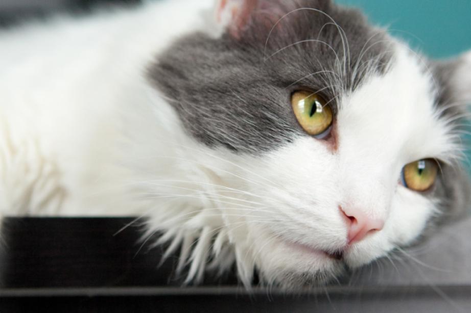 depressed white and grey cat with yellow eyes lays with paw dangling over the edge of a black tabletop