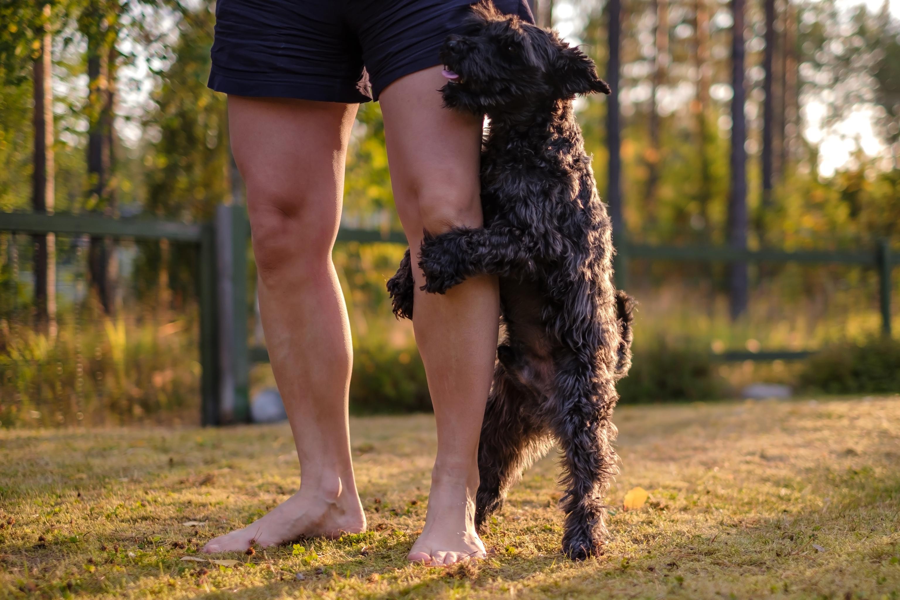 Image of a female dog humping