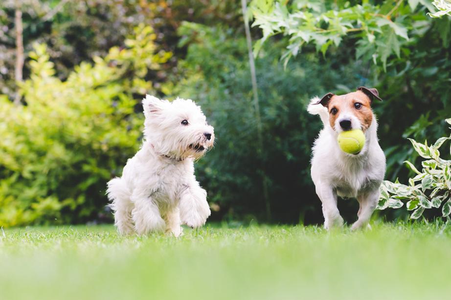 Two dogs playing