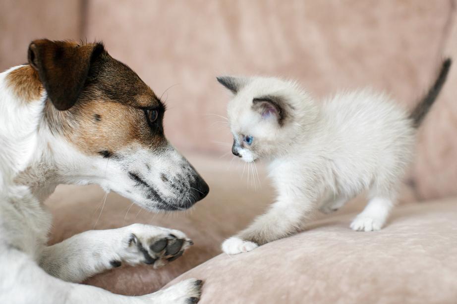 Dog looking at kitten