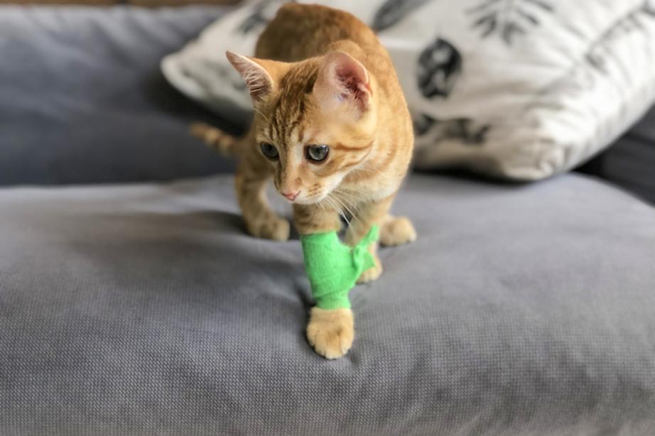Injured cat