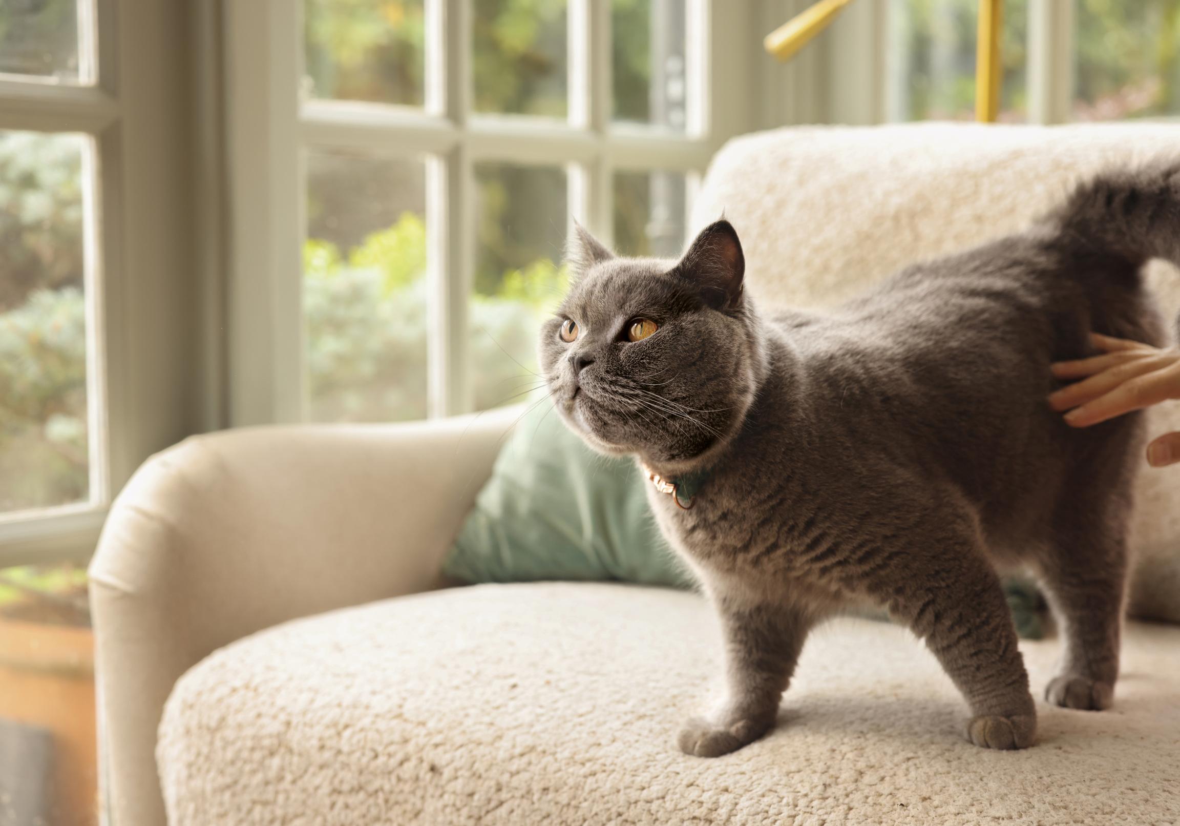 Image of a grey cat on the sofa