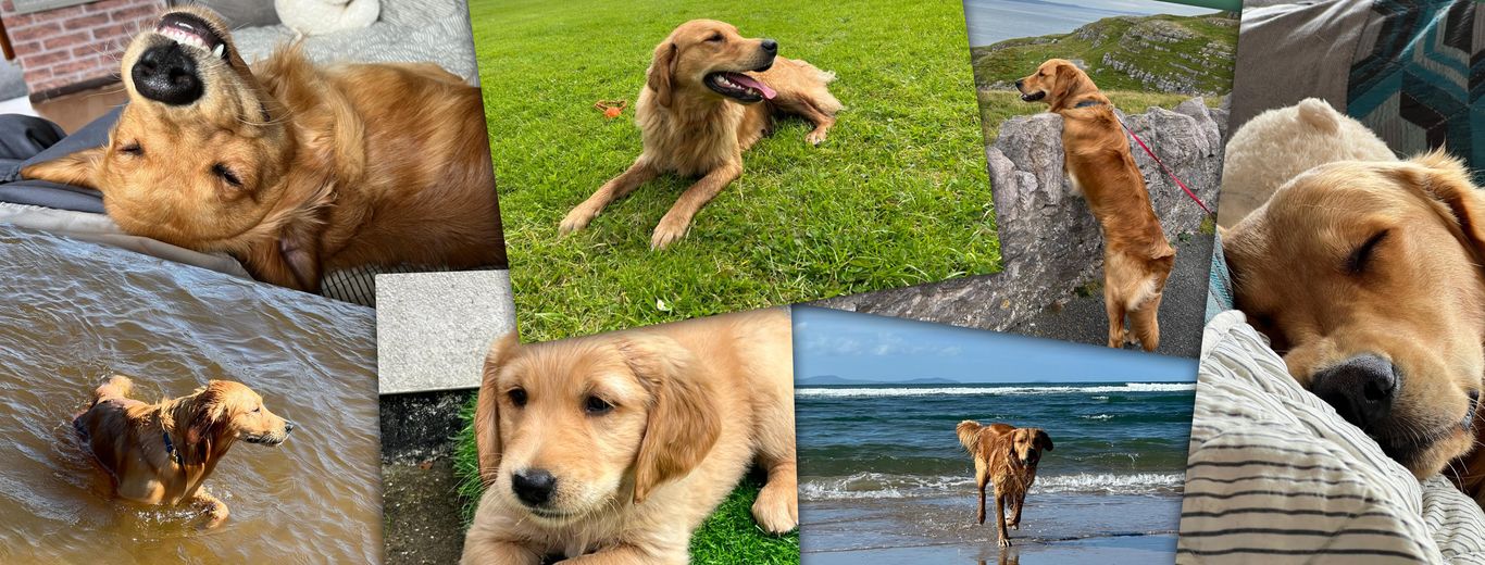 Montage of Bertie, a Golden Retriever