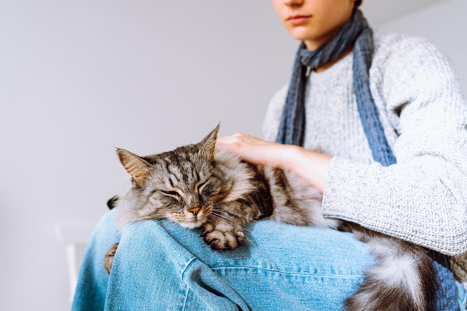 Cat sitting on someones lap