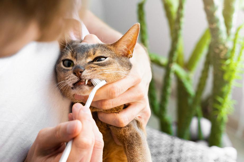 Man in white t-shirt brushing cute blue Abyssinian cat's teeth at home high res