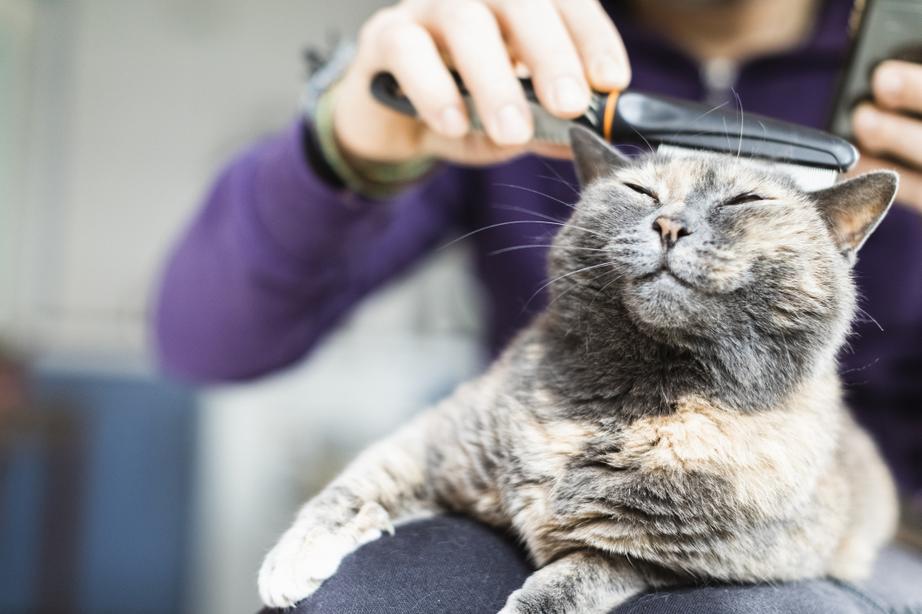 A relaxed grey cat with eyes closed enjoys being brushed by a person in a purple sweater, sitting comfortably on their lap.