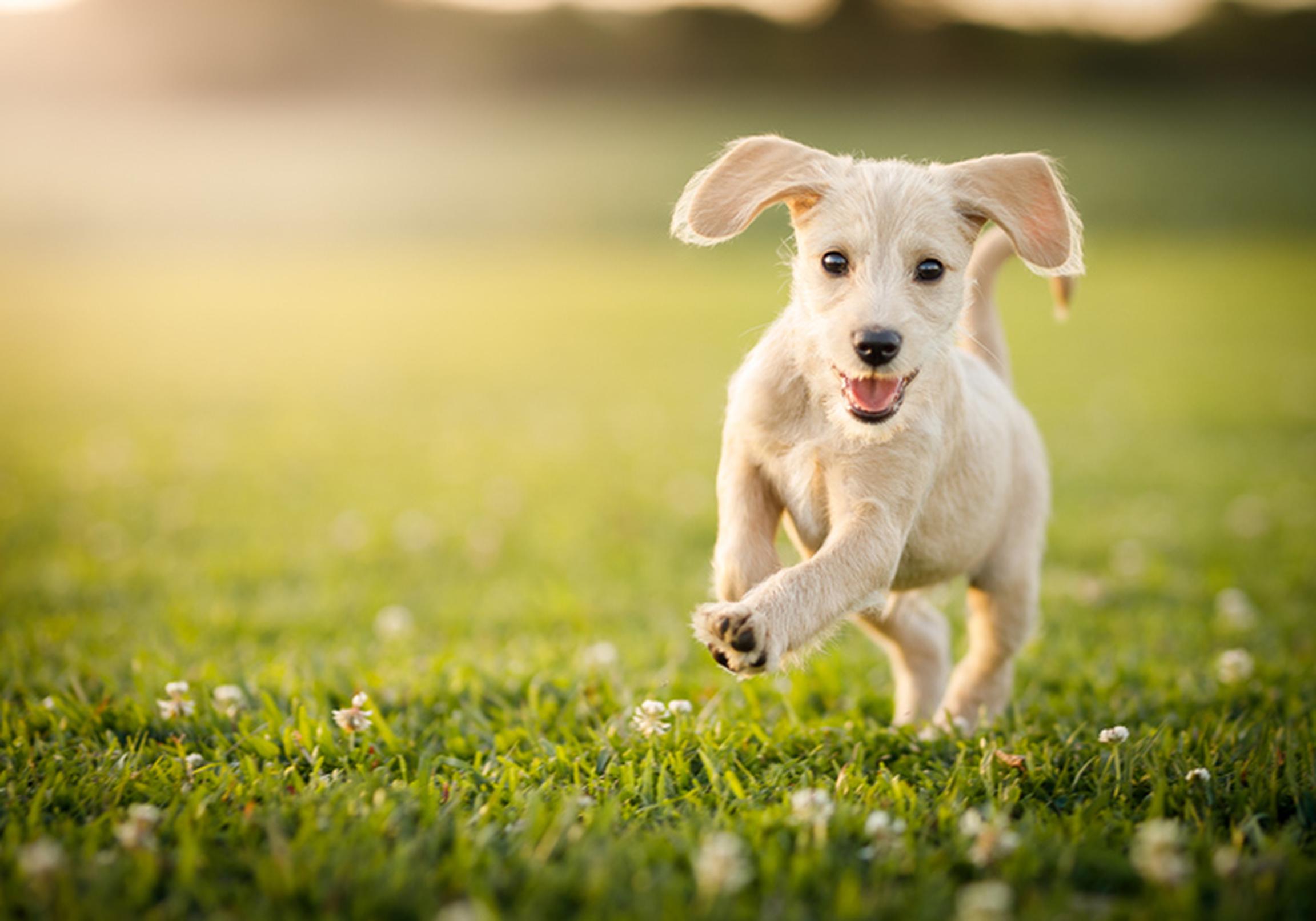 Dog running