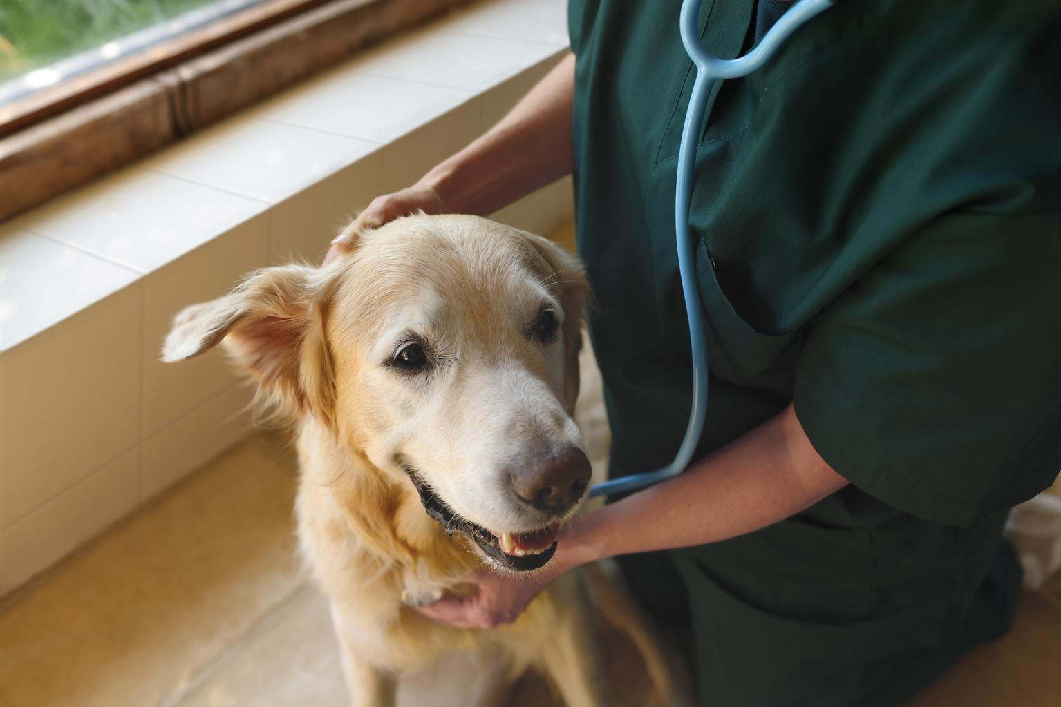 golden retriever and vet