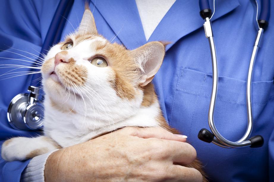 veterinarian holding cat