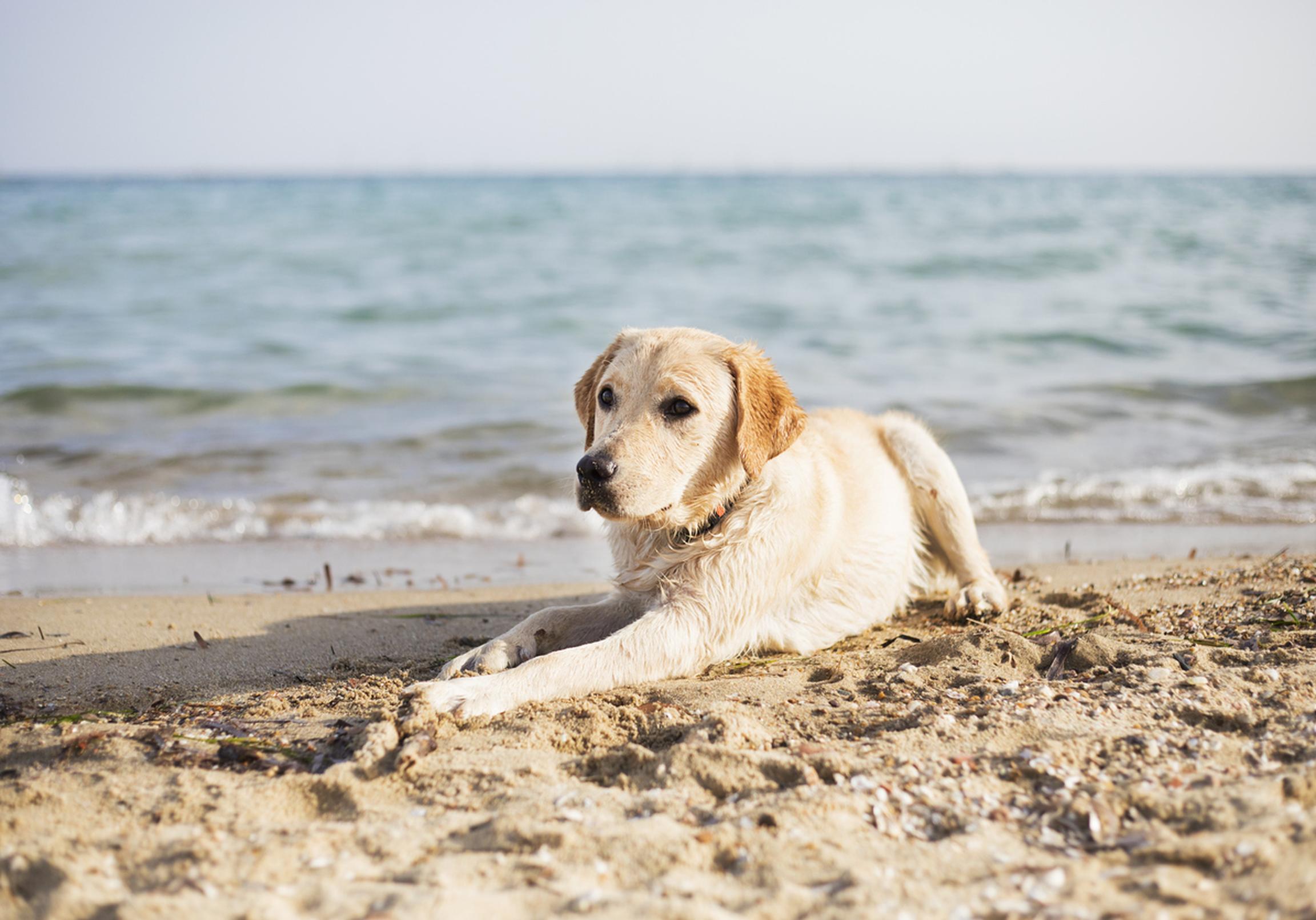 Image of a Labrador lying on the beach
