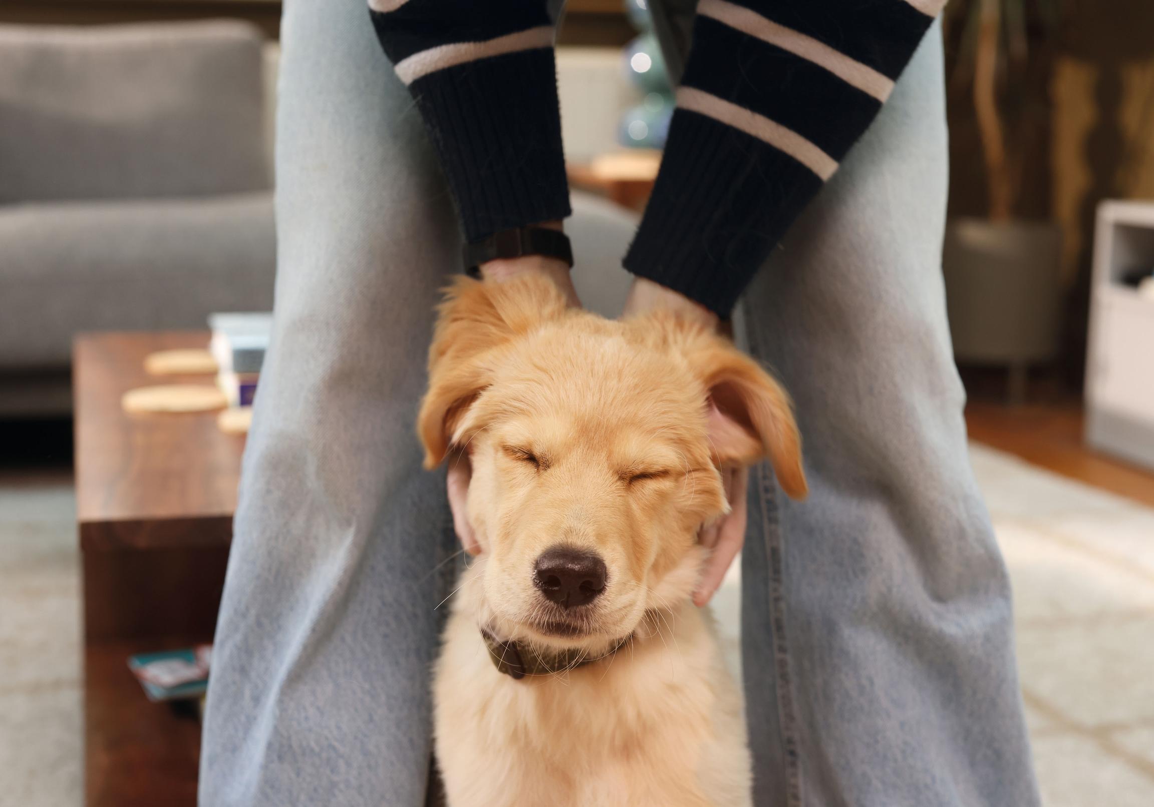 Image of a Golden Retriever puppy being stroked by its owner