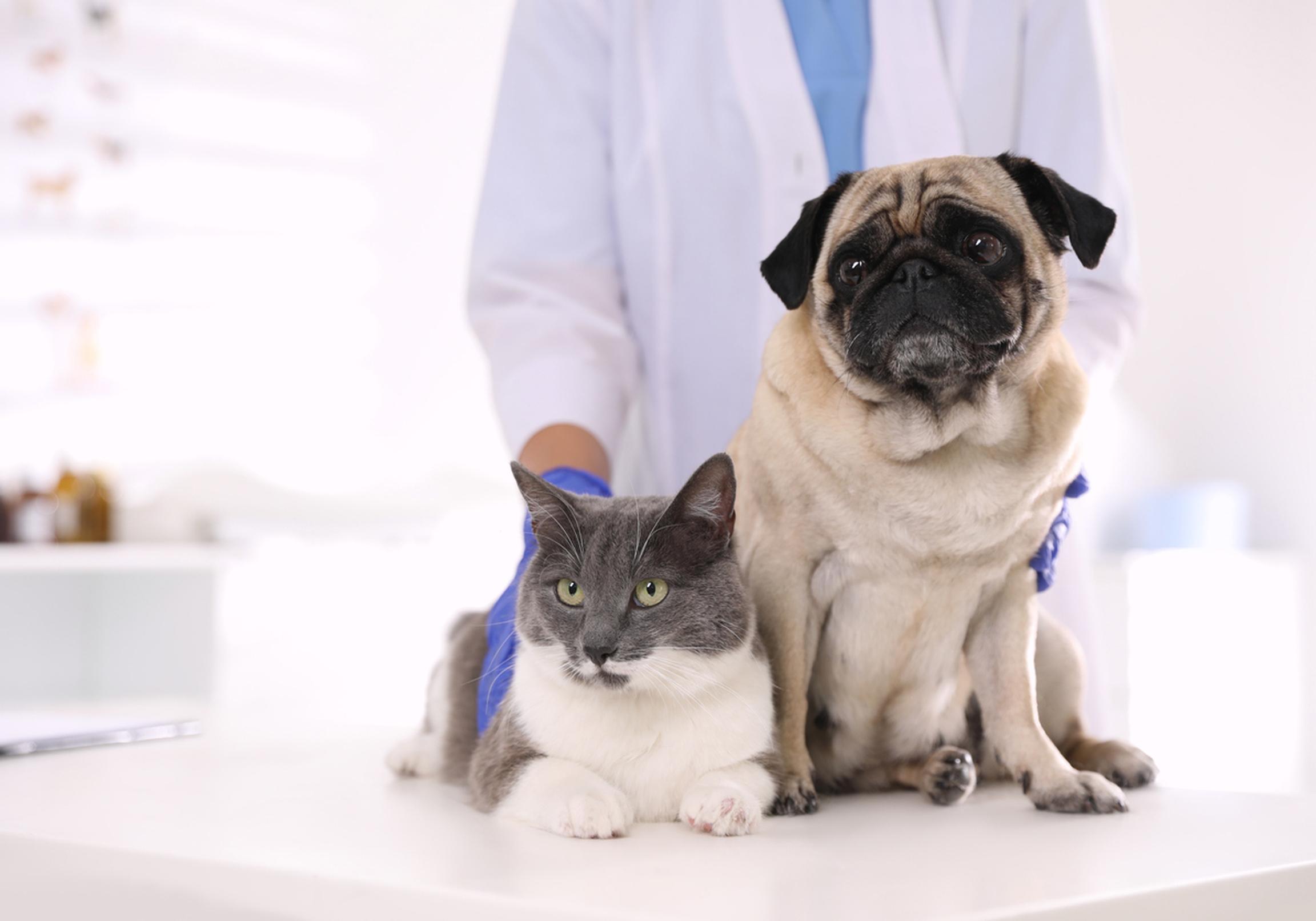 Cat and dog on a table