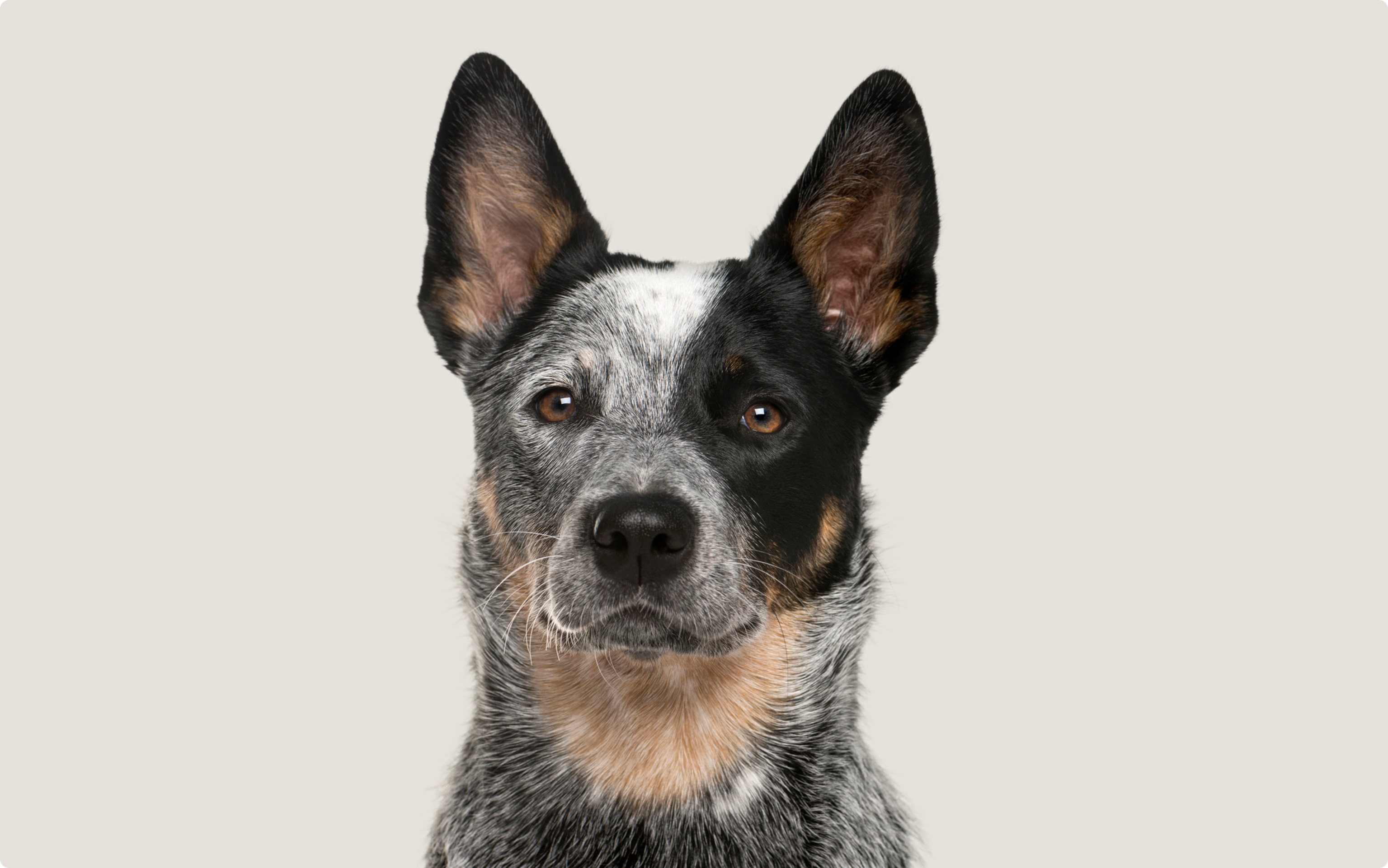 Portrait of an Australian Cattle Dog with a focused gaze, featuring large, pointed ears, and a coat with a speckled pattern of black and grey with tan accents around the eyes and muzzle. The dog's attentive expression is captured against a soft, neutral background.
