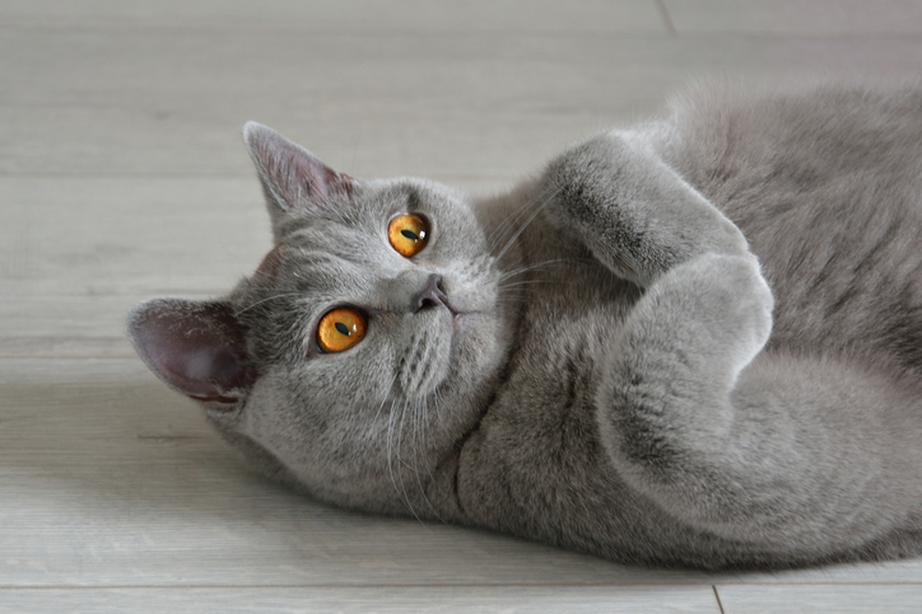 Cat laying on the floor