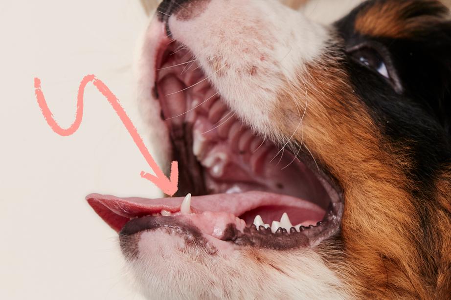 Puppy's mouth with arrow pointing to tooth