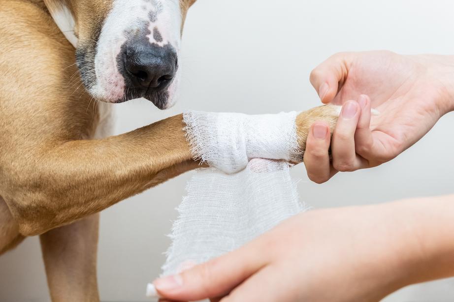 Hands applying bandage on a wounded body part of a dog, close-up shot