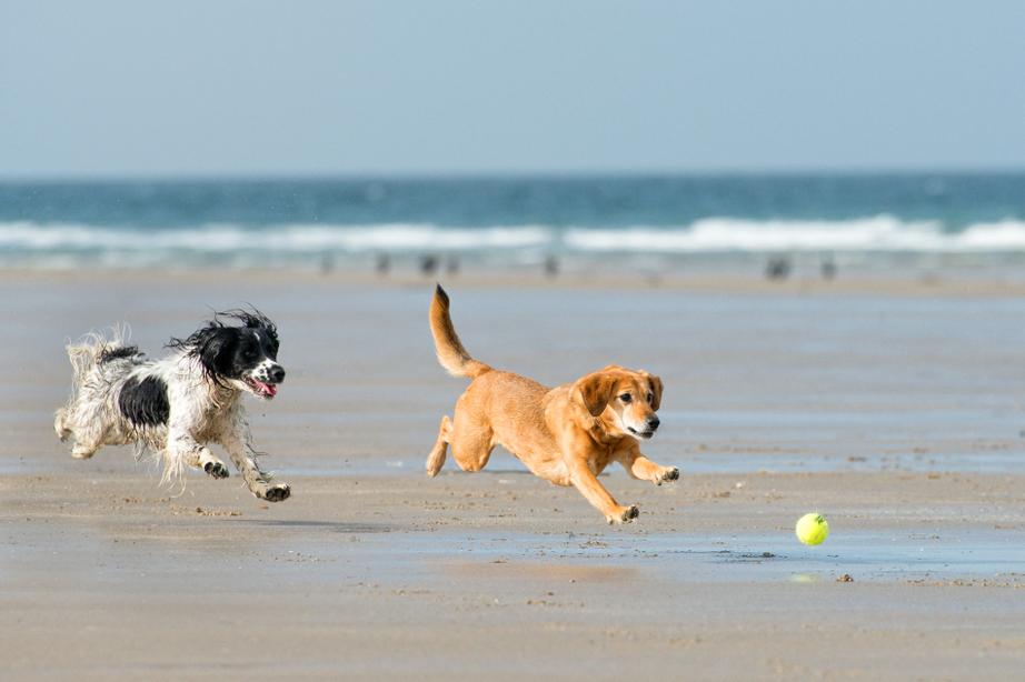 Two dogs joyfully chase a tennis ball on a sandy beach near the ocean waves.