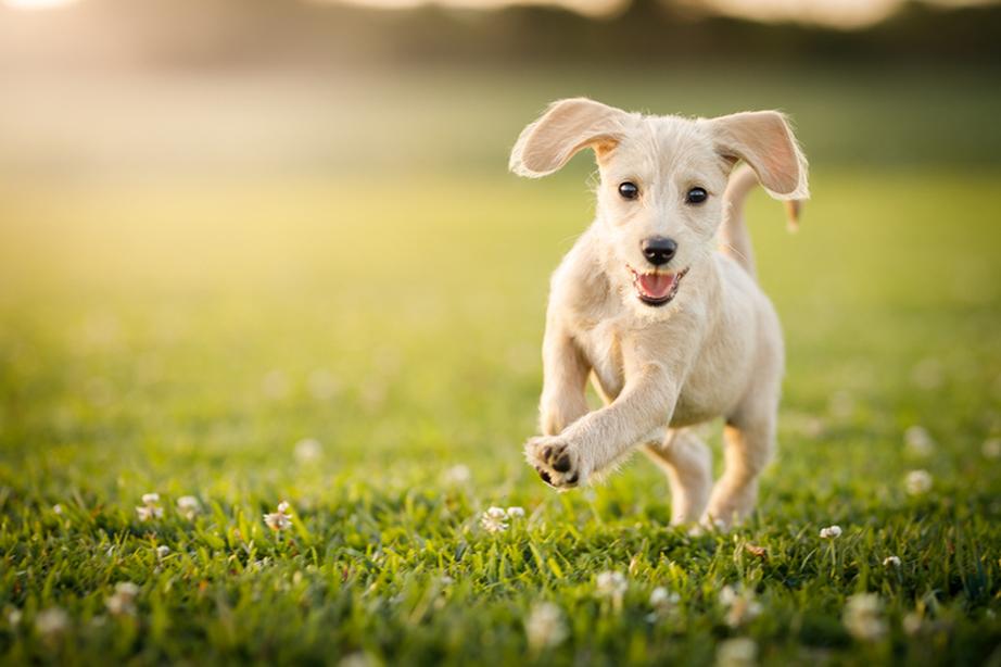 Dog running