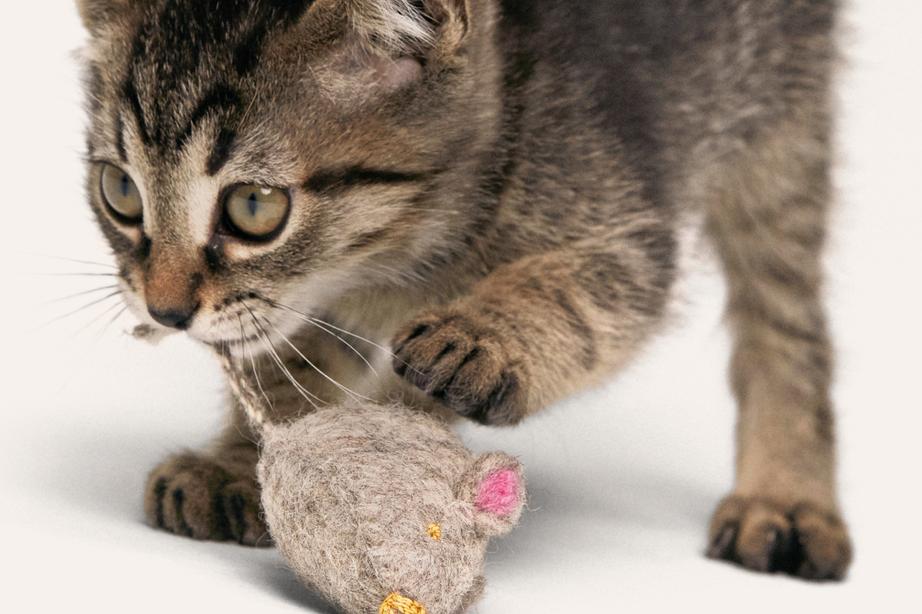 A kitten chewing on a mouse toy