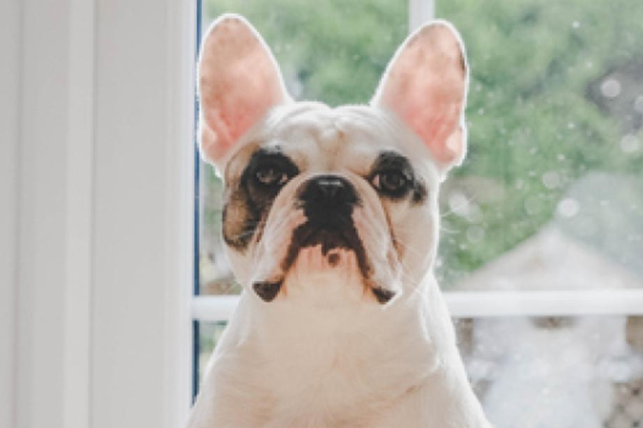 dog by the door
