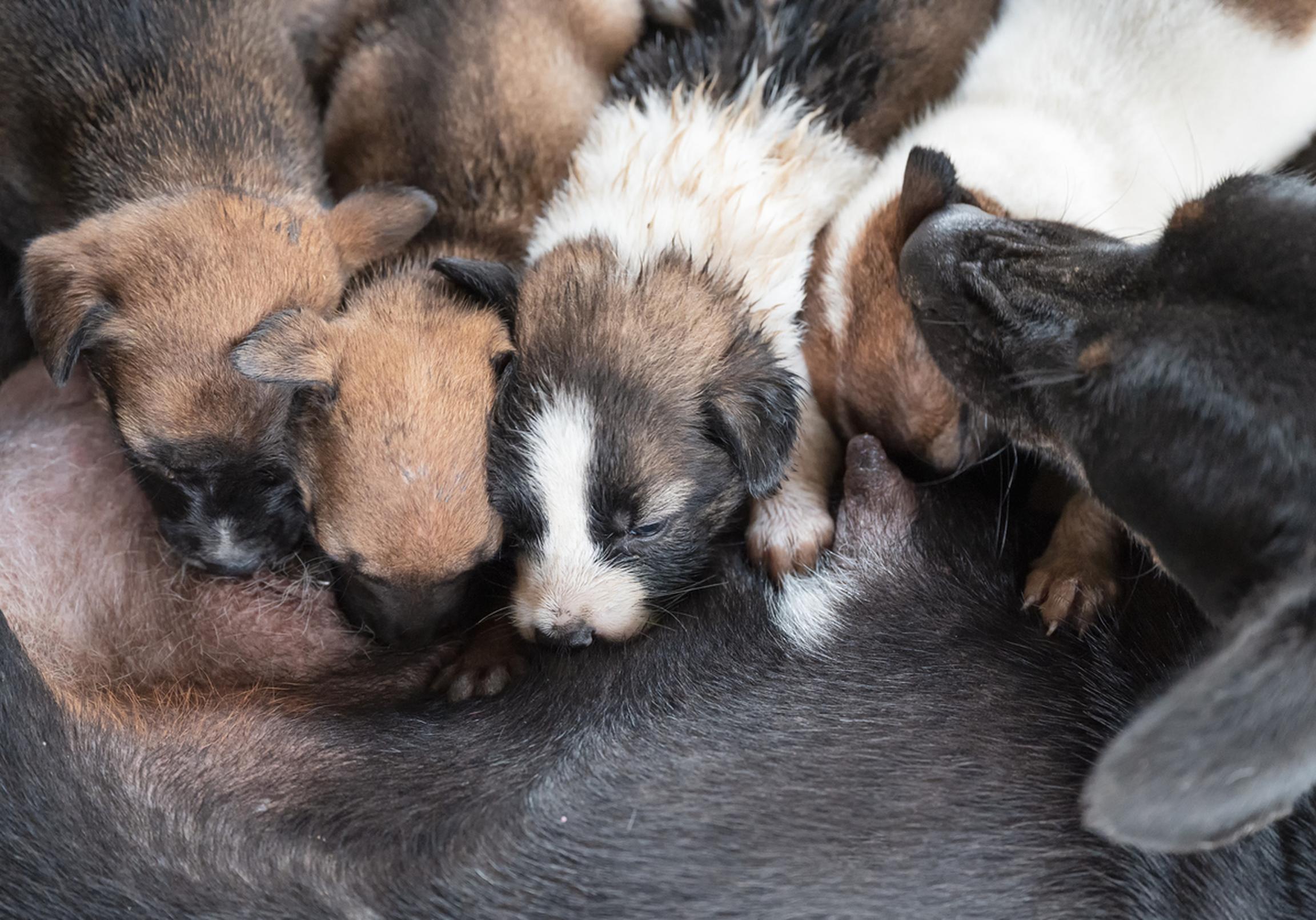 Newborn puppies