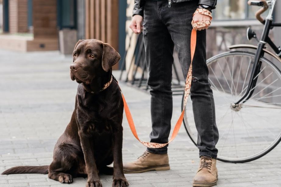 Dog on lease outside