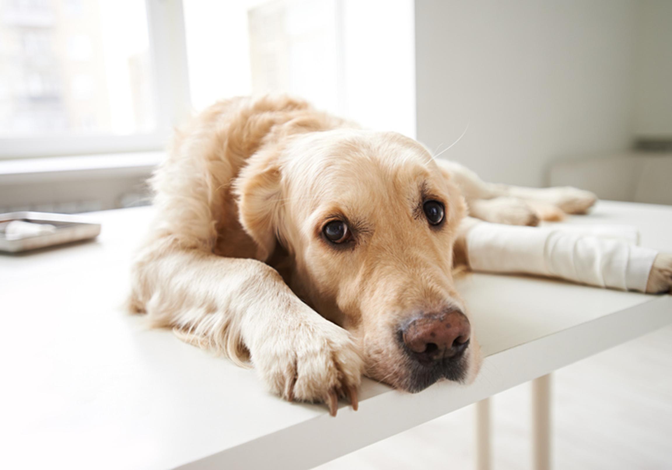 Injured dog