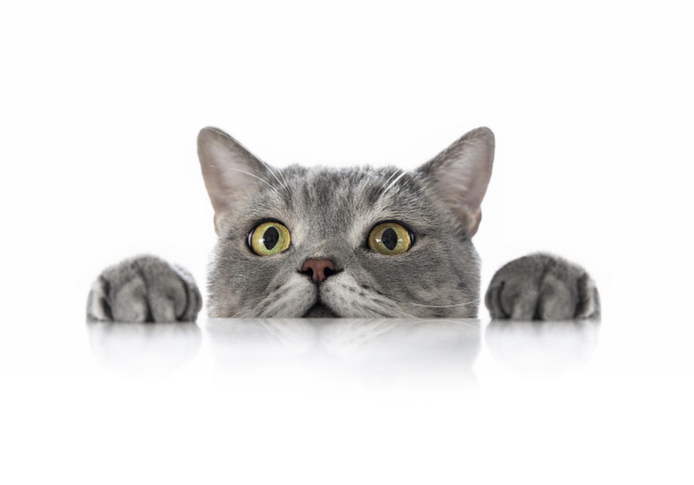 Cat peering over edge