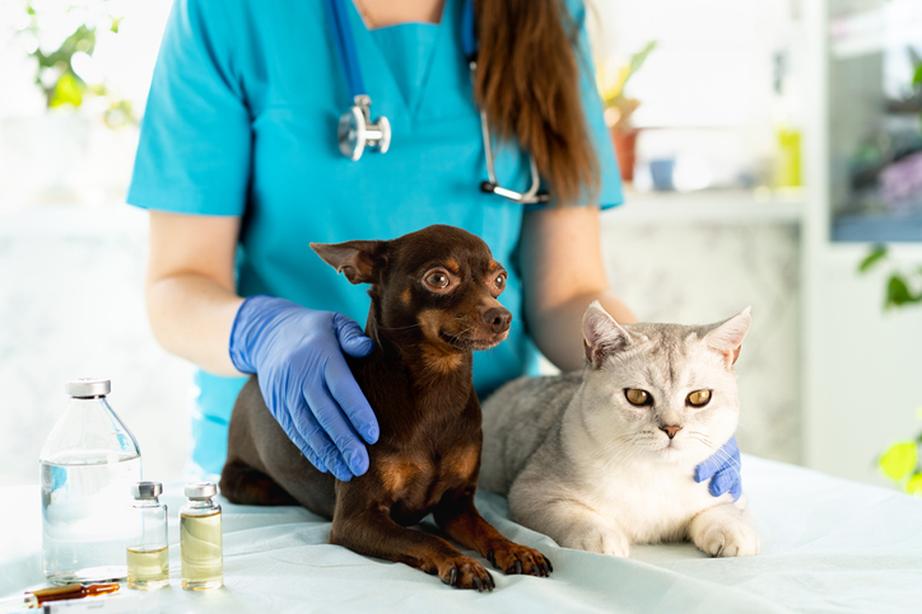 Cat and dog with vet